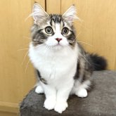 ラガマフィン