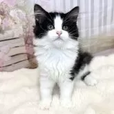 ラガマフィン