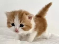 ラガマフィン【千葉県・女の子・2025年11月14日・レッドタビー&ホワイト】の写真4