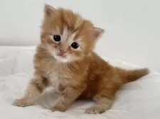 ラガマフィン【千葉県・男の子・2025年11月14日・レッドタビー】の写真4