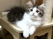 ラガマフィン【千葉県・男の子・2025年5月10日・ブラウンタビー&ホワイト】の写真12