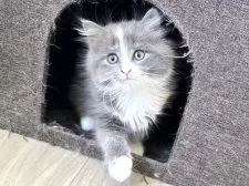 ラガマフィン【千葉県・女の子・2025年11月26日・ダイリュートキャリコ】の写真3