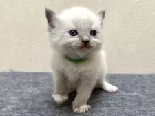 ラグドール【千葉県・男の子・2026年1月11日・ブルーリンクスポイントミテッド】の写真4