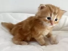 ラガマフィン【千葉県・男の子・2025年11月14日・レッドタビー】の写真7