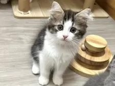 ラガマフィン【千葉県・男の子・2025年5月10日・ブラウンタビー&ホワイト】の写真9