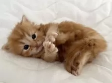 ラガマフィン【千葉県・男の子・2025年11月14日・レッドタビー】の写真6