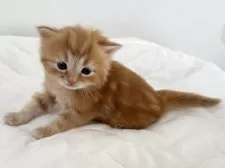 ラガマフィン【千葉県・男の子・2025年11月14日・レッドタビー】の写真9