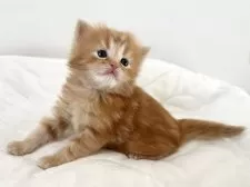 ラガマフィン【千葉県・男の子・2025年11月14日・レッドタビー】の写真11