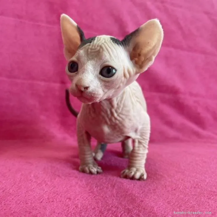 ID：2302-02100の子猫