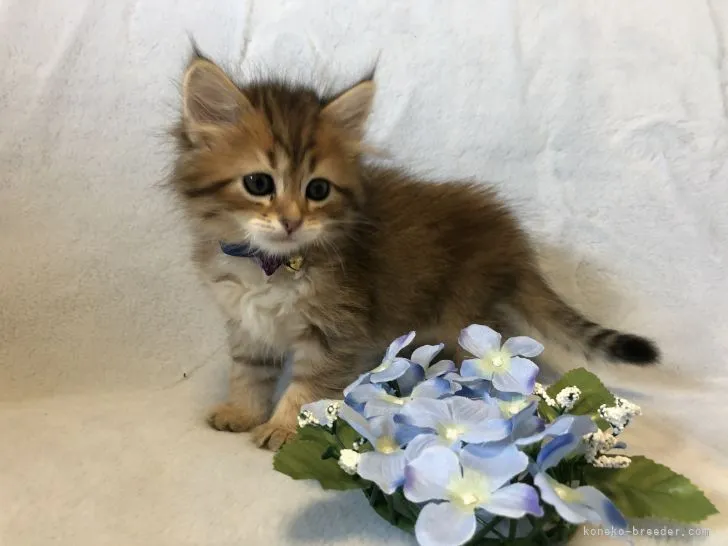 ID:2203-01175の子猫