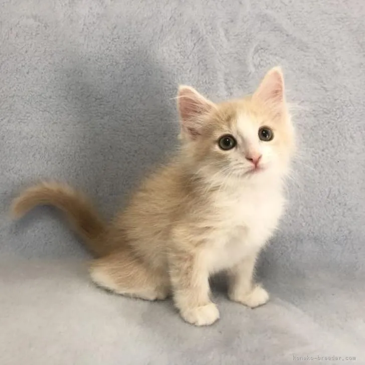 ID:2209-01635の子猫