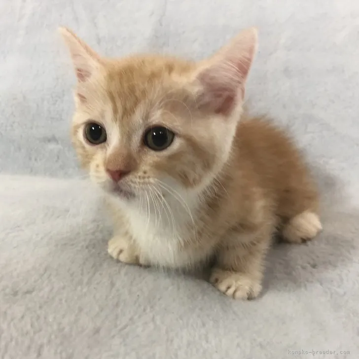 ID:2307-01753の子猫