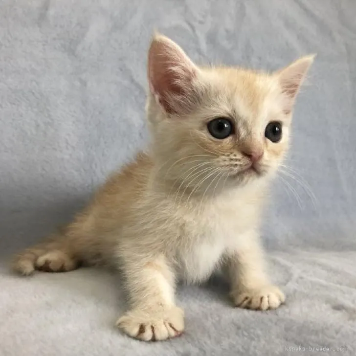 ID:2206-00476の子猫