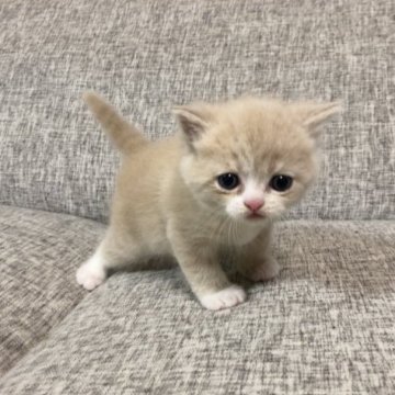 マンチカン(長足)【岐阜県・男の子・2023年4月9日・クリームタビー&ホワイト】の写真「元気いっぱいの男の子⭐️
人気のクリームタビー」