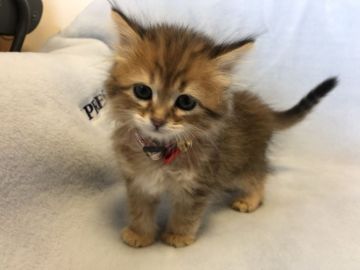 サイベリアン【岐阜県・男の子・2022年2月1日・ブラウンタビー】の写真「成長した姿見てください⭐️期間限定26日まで❗️」