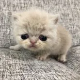 エキゾチックショートヘア【岐阜県・男の子・2023年4月23日・クリーム&ホワイト】の写真1「5月17日撮影」