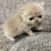 エキゾチックショートヘア【岐阜県・男の子・2023年4月23日・クリーム&ホワイト】の写真3「5月17日撮影」