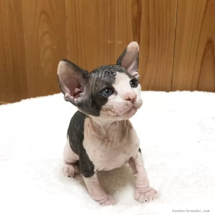 ID:2505-02788の子猫