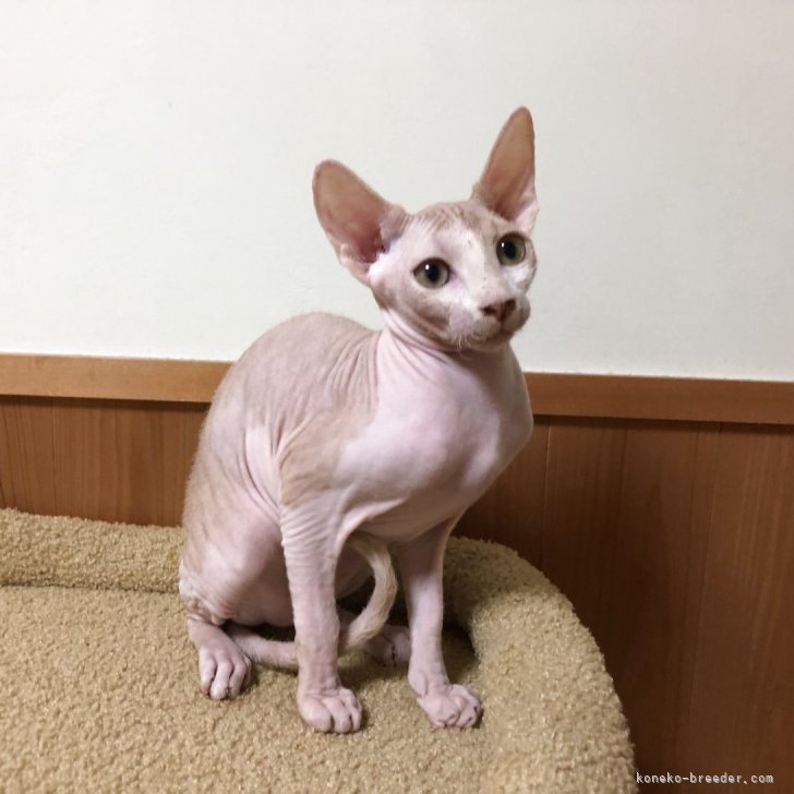 ブリーダー画像