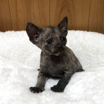 スフィンクス【岐阜県・女の子・2025年9月26日・トーティシェル】の写真「見てるだけで癒される美人さん💕Xmasの主役♫」