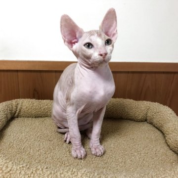 スフィンクス【岐阜県・女の子・2025年4月25日・レッド】の写真「美人顔で将来楽しみ💕
甘えん坊な女の子🥰」