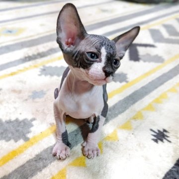 スフィンクス【岐阜県・男の子・2025年9月26日・ブルー&ホワイト】の写真「クリクリ目のめちゃかわ男の子⭐️イケメン君に成長中」