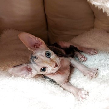 スフィンクス【岐阜県・女の子・2025年9月26日・キャリコ】の写真「クリクリ目の女の子❤️癒される可愛さです💕」