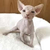 スフィンクス