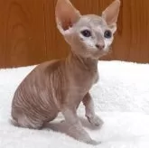 スフィンクス