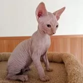 スフィンクス【岐阜県・男の子・2026年4月5日・レッド・ルディ系】の写真2