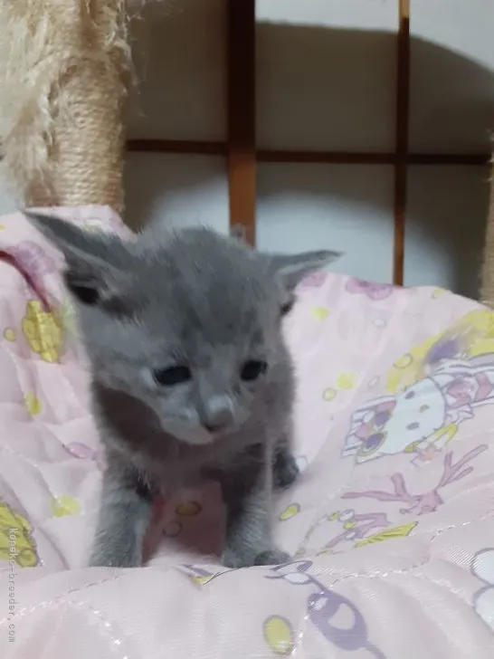 ID：2103-01622の子猫