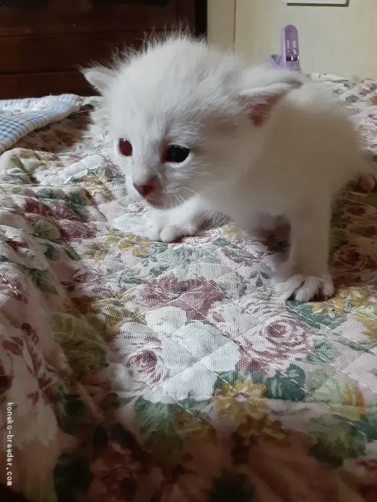 ID：2008-01325の子猫