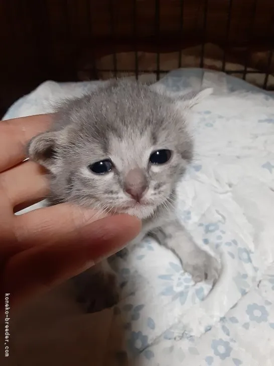 ID：2105-02381の子猫