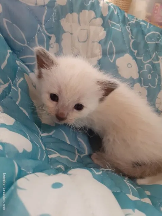 ID：2110-00688の子猫