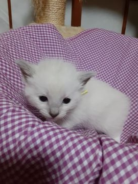 ラグドールロシアンブルー【群馬県・女の子・2021年9月8日・ホワイト】の写真「今月末までの掲載❗見学歓迎します❗」