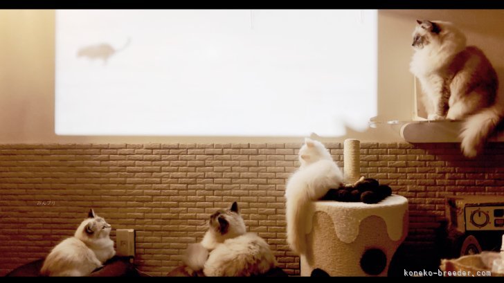 柳田　有子(やなぎだ　ゆうこ)ブリーダー(東京都・マンチカンなど・GCU登録)の紹介写真10