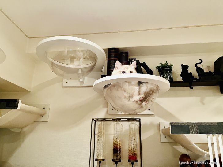 ペレちゃん（munchkin手足短さん）が来てから一段増やしました｜柳田　有子(やなぎだ　ゆうこ)ブリーダー(東京都・マンチカンなど・GCU登録)の紹介写真4