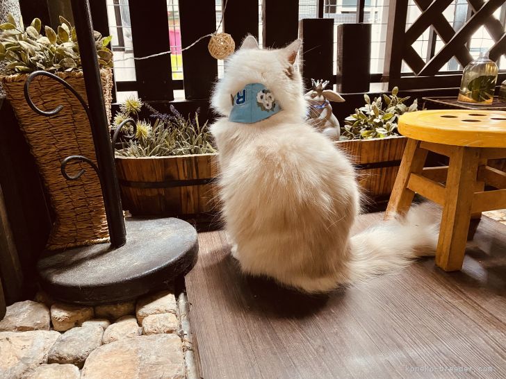 柳田　有子(やなぎだ　ゆうこ)ブリーダー(東京都・マンチカンなど・GCU登録)の紹介写真5