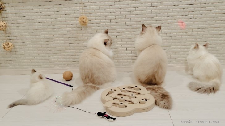 柳田　有子(やなぎだ　ゆうこ)ブリーダー(東京都・マンチカンなど・GCU登録)の紹介写真6