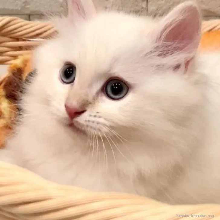 ID：2303-00740の子猫