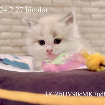 マンチカン(長足)【東京都・女の子・2024年2月27日・バイカラー(ブルーアイ)】の写真「女の子でも甘え上手。性格器量共に◎」