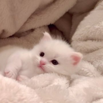 マンチカン(長足)【東京都・男の子・2023年10月28日・クリーム&ホワイト(ブルーアイ)（ミドル）】の写真「とても人懐っこい可愛い子🎄最短Xmasお迎え🉑」