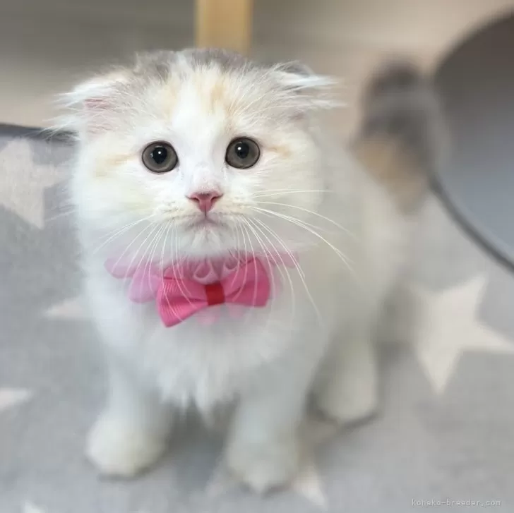 ID:2408-00056の子猫