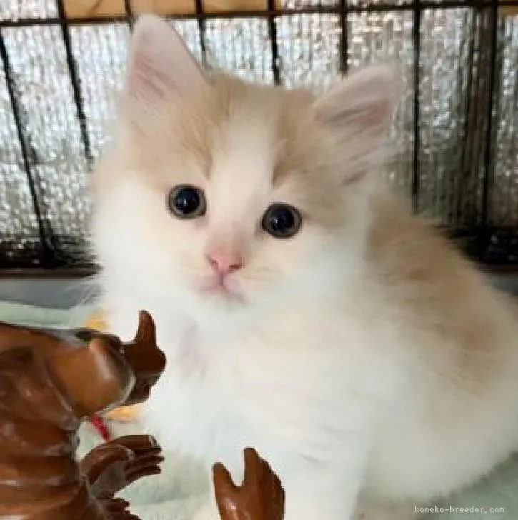 ID：2302-00196の子猫