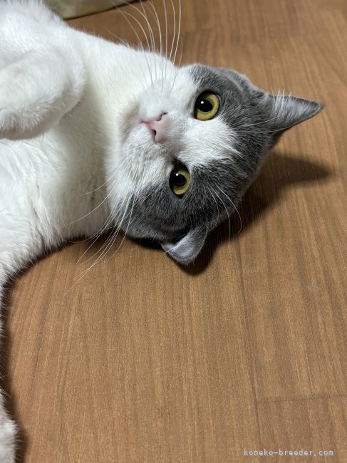 ブリティッシュショートヘア【・女の子・2022年7月9日・ブルーホワイト】「いつでも転がってます」