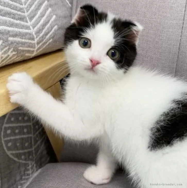 ID：2206-00834の子猫