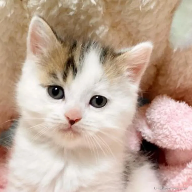 ID:2303-00260の子猫