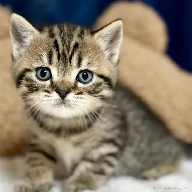 マルコ 様のお迎えした子猫
