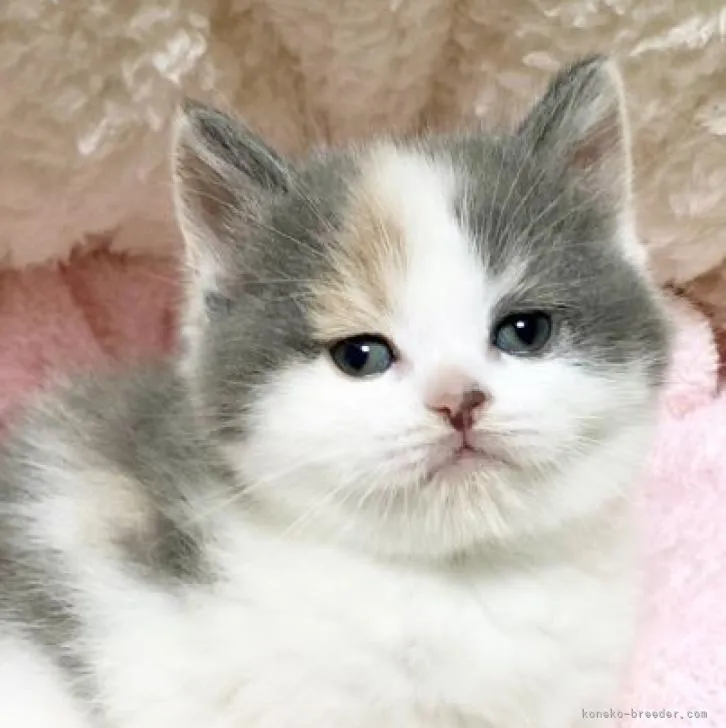 ID:2303-00261の子猫