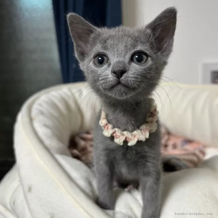 ID：2312-02252の子猫